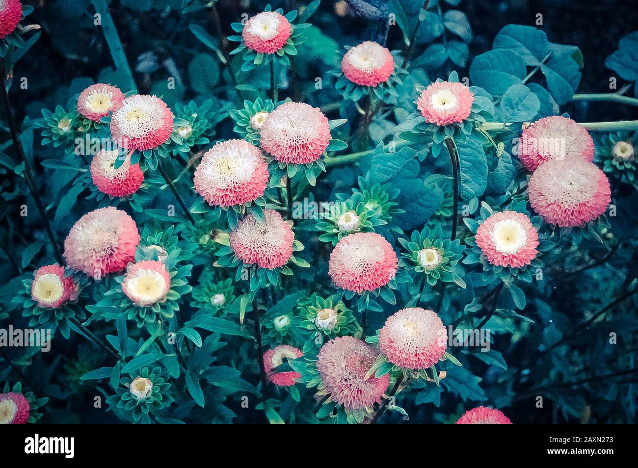 Grassland pink flowers hires stock photography and images Alamy