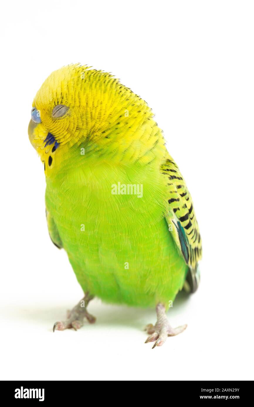 Close up of a Budgerigar parakee isolated on white background Stock Photo
