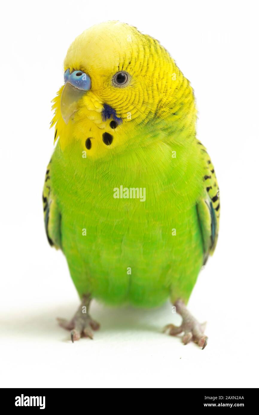 Close up of a Budgerigar parakee isolated on white background Stock Photo