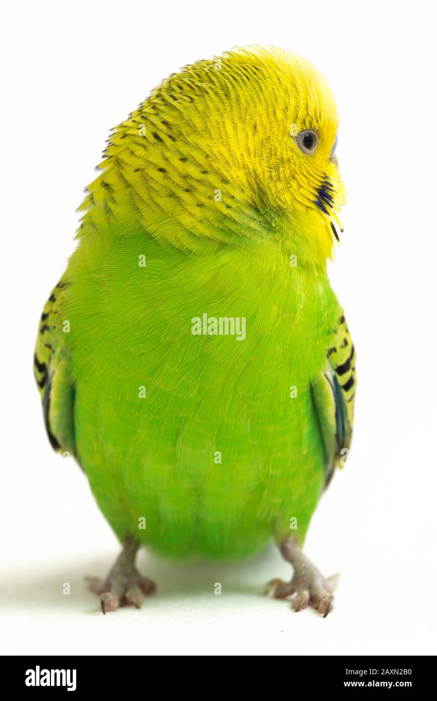 Close up of a Budgerigar parakee isolated on white background Stock Photo