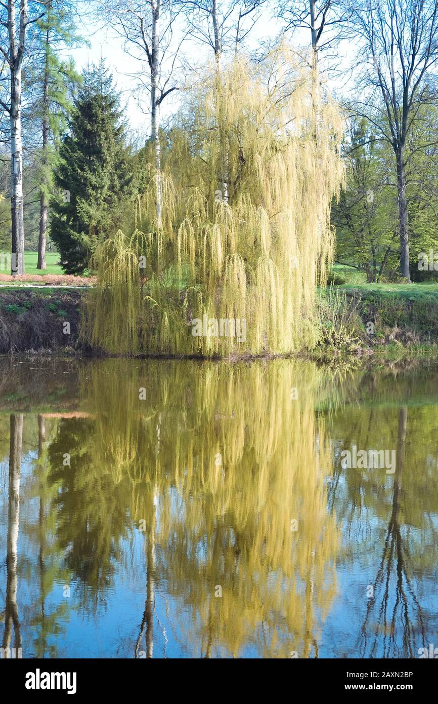 Willow Tree Bloom Stock Photos Willow Tree Bloom Stock Images