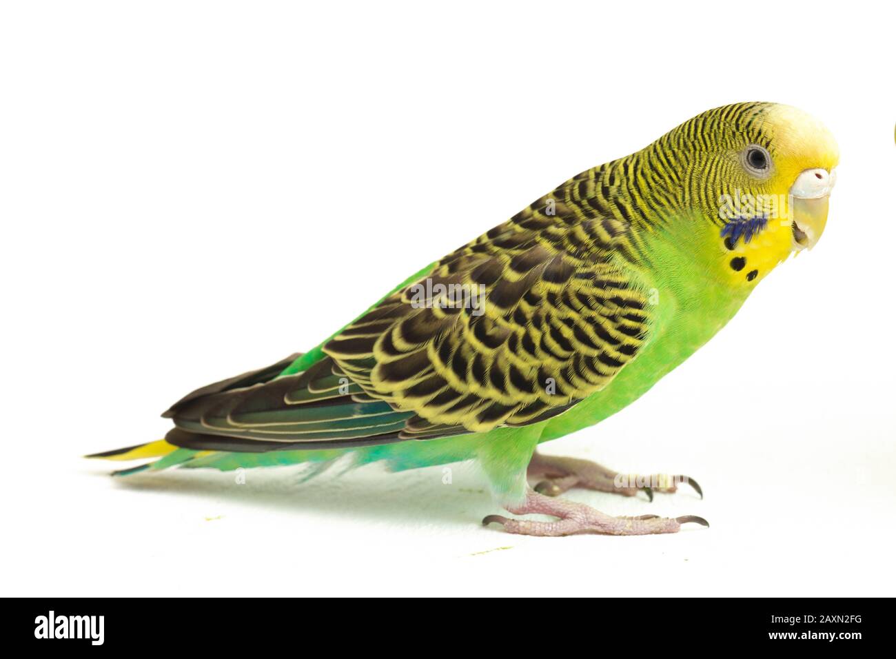 Close up of a Budgerigar parakee isolated on white background Stock Photo