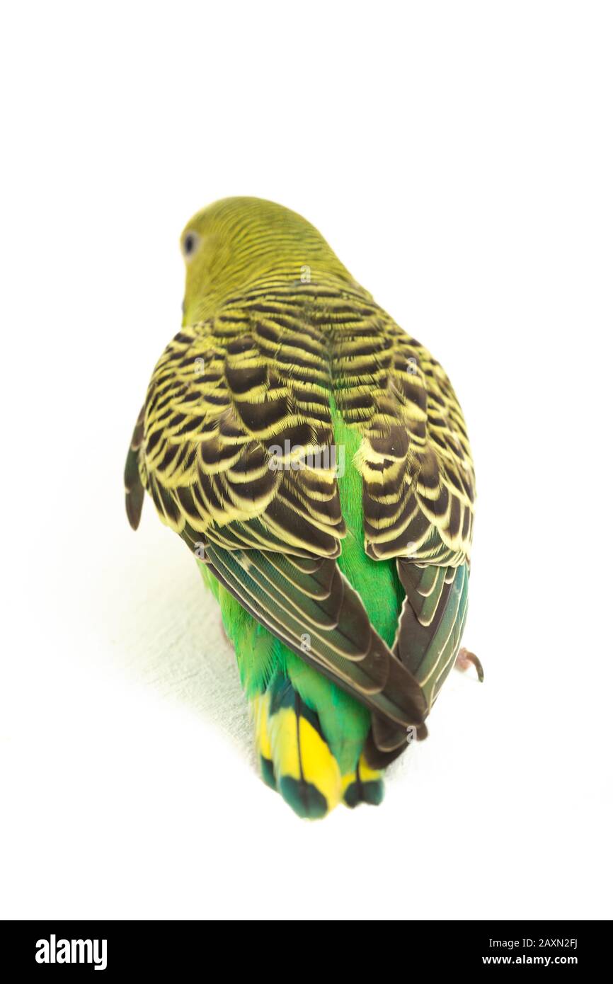 Close up of a Budgerigar parakee isolated on white background Stock Photo