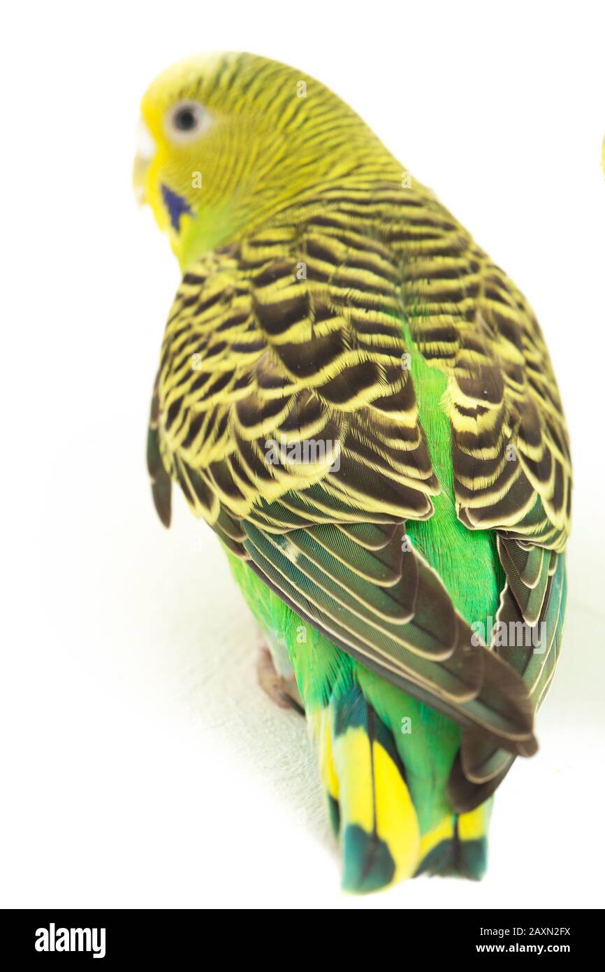 Close up of a Budgerigar parakee isolated on white background Stock Photo