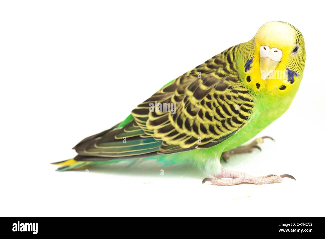 Close up of a Budgerigar parakee isolated on white background Stock Photo