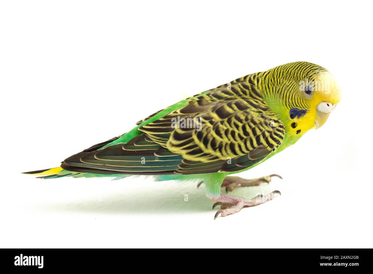 Close up of a Budgerigar parakee isolated on white background Stock Photo