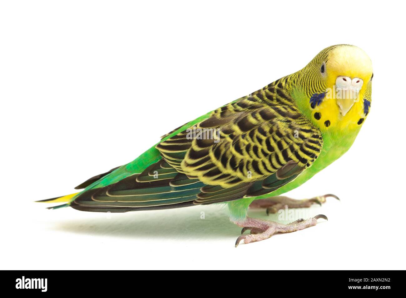 Close up of a Budgerigar parakee isolated on white background Stock Photo