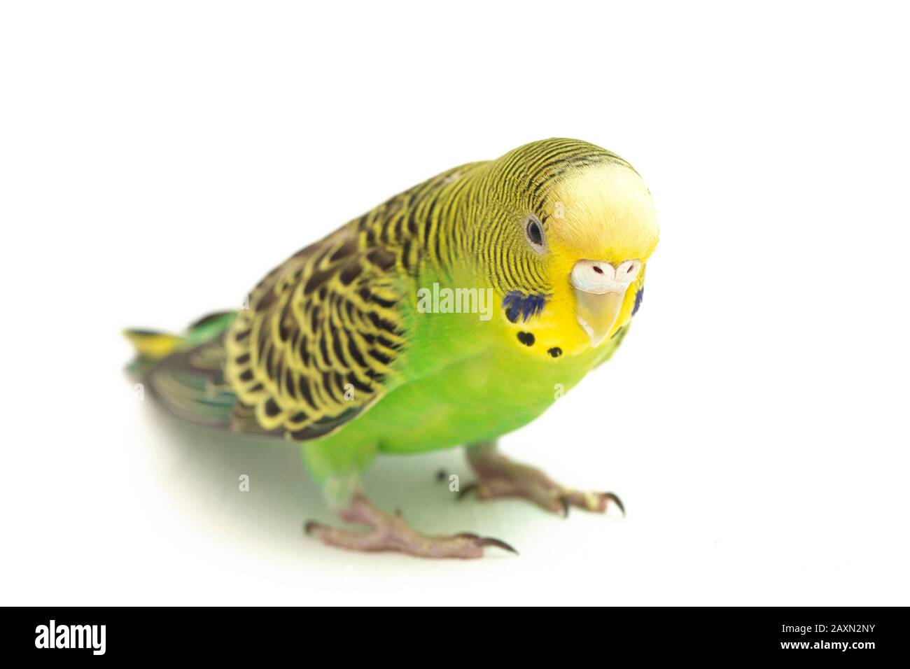 Close up of a Budgerigar parakee isolated on white background Stock Photo