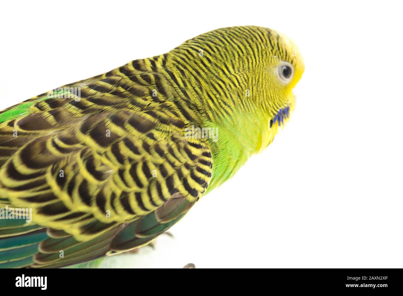 Close up of a Budgerigar parakee isolated on white background Stock Photo