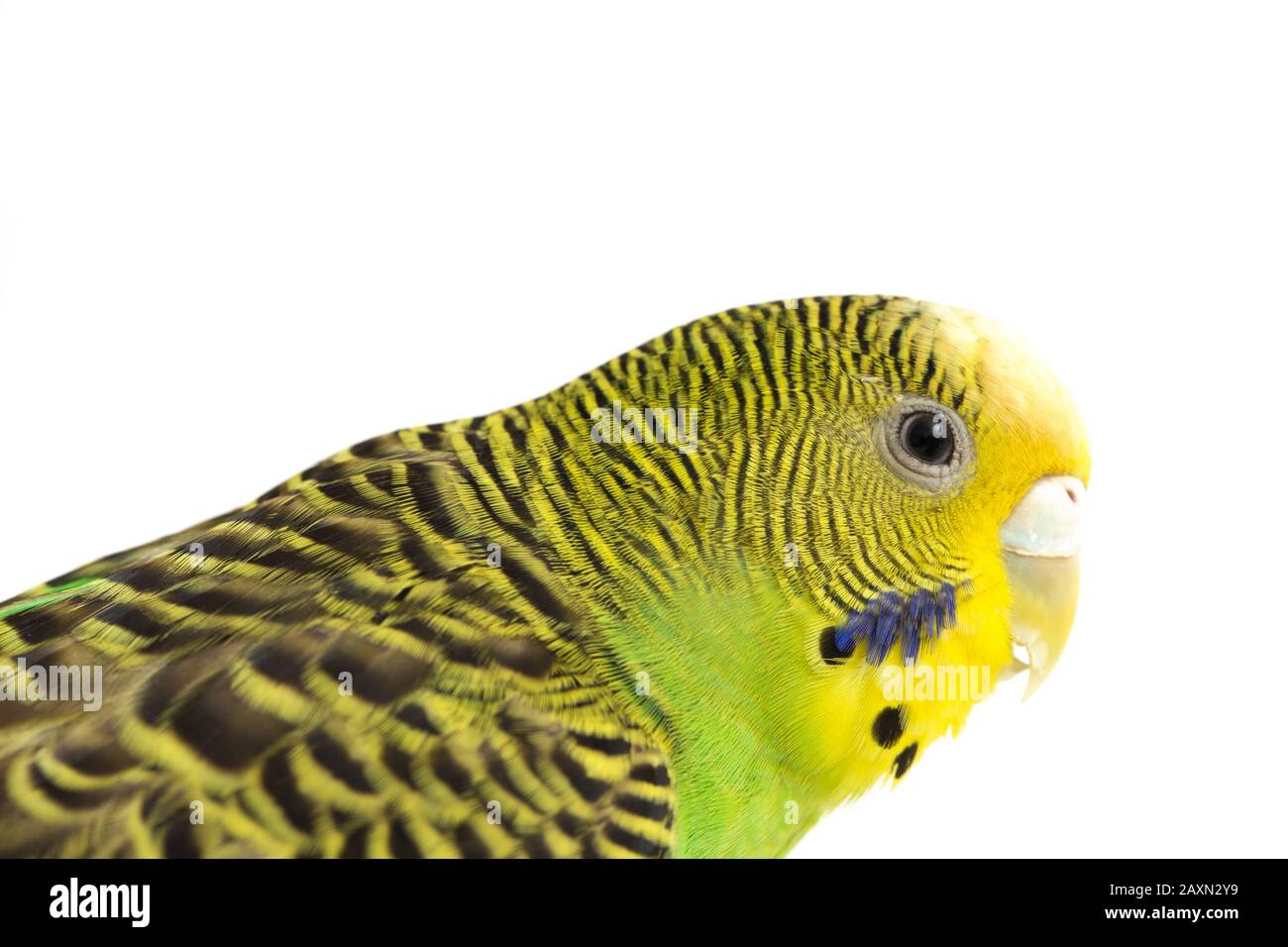 Close up of a Budgerigar parakee isolated on white background Stock Photo