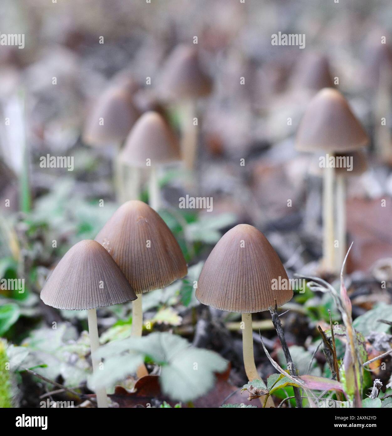 Parasola conopilus or conical brittlestem next to the path near the house.  Mushrooms after the rain Stock Photo - Alamy