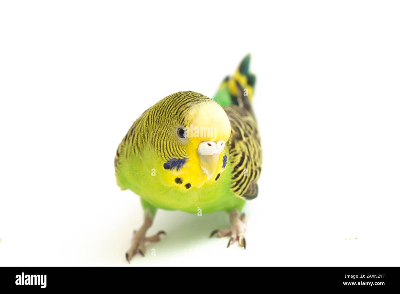 Close up of a Budgerigar parakee isolated on white background Stock Photo