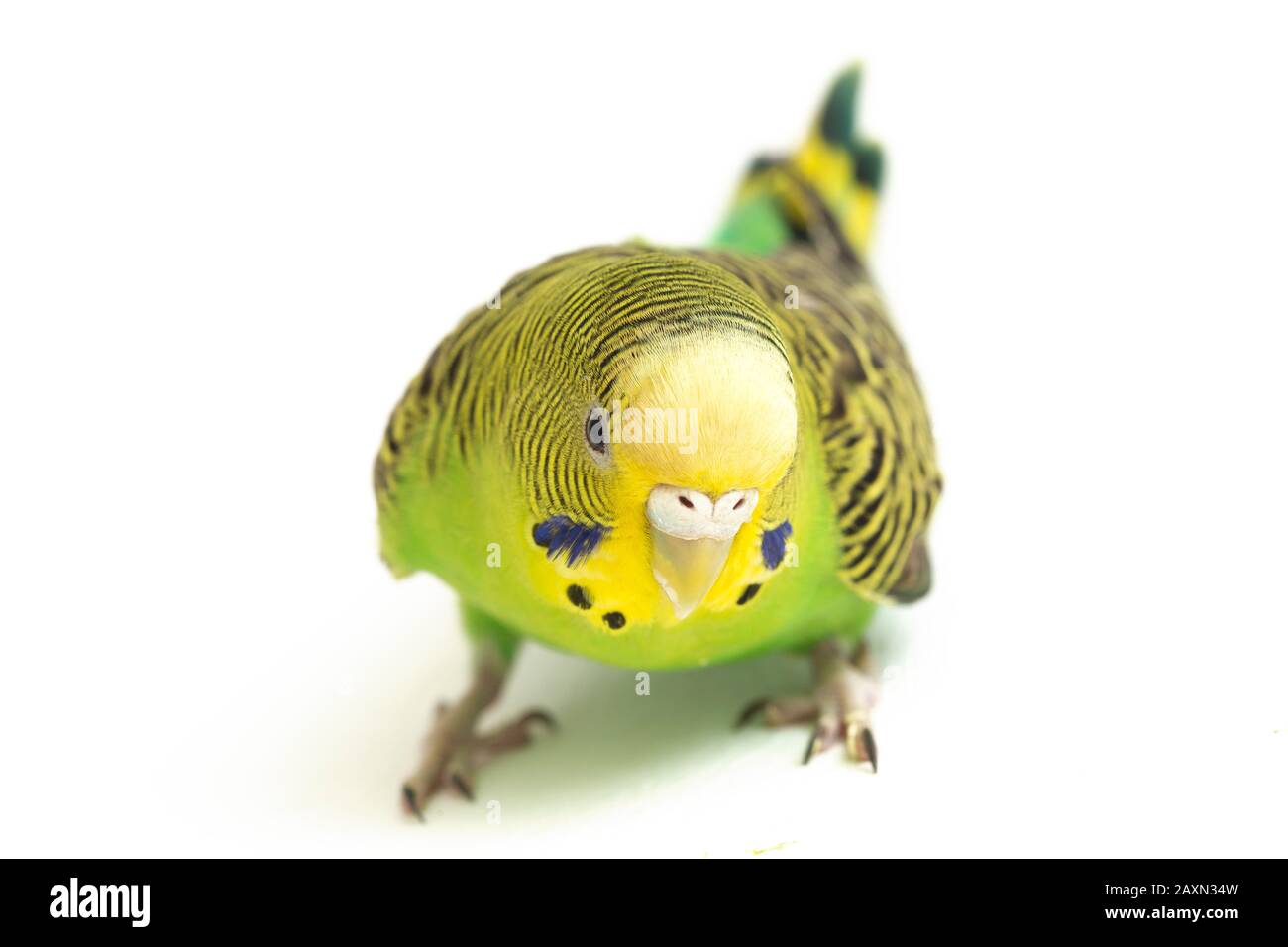 Close up of a Budgerigar parakee isolated on white background Stock Photo