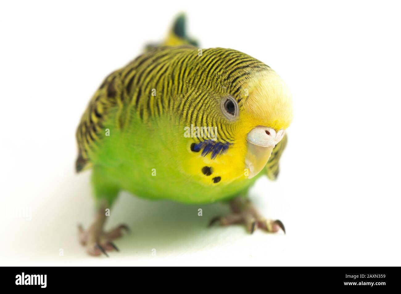 Close up of a Budgerigar parakee isolated on white background Stock Photo