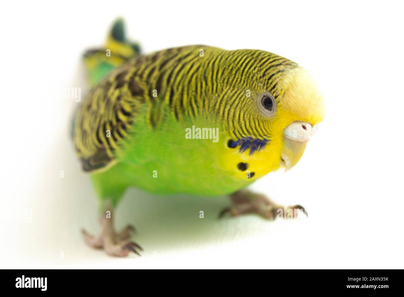 Close up of a Budgerigar parakee isolated on white background Stock Photo