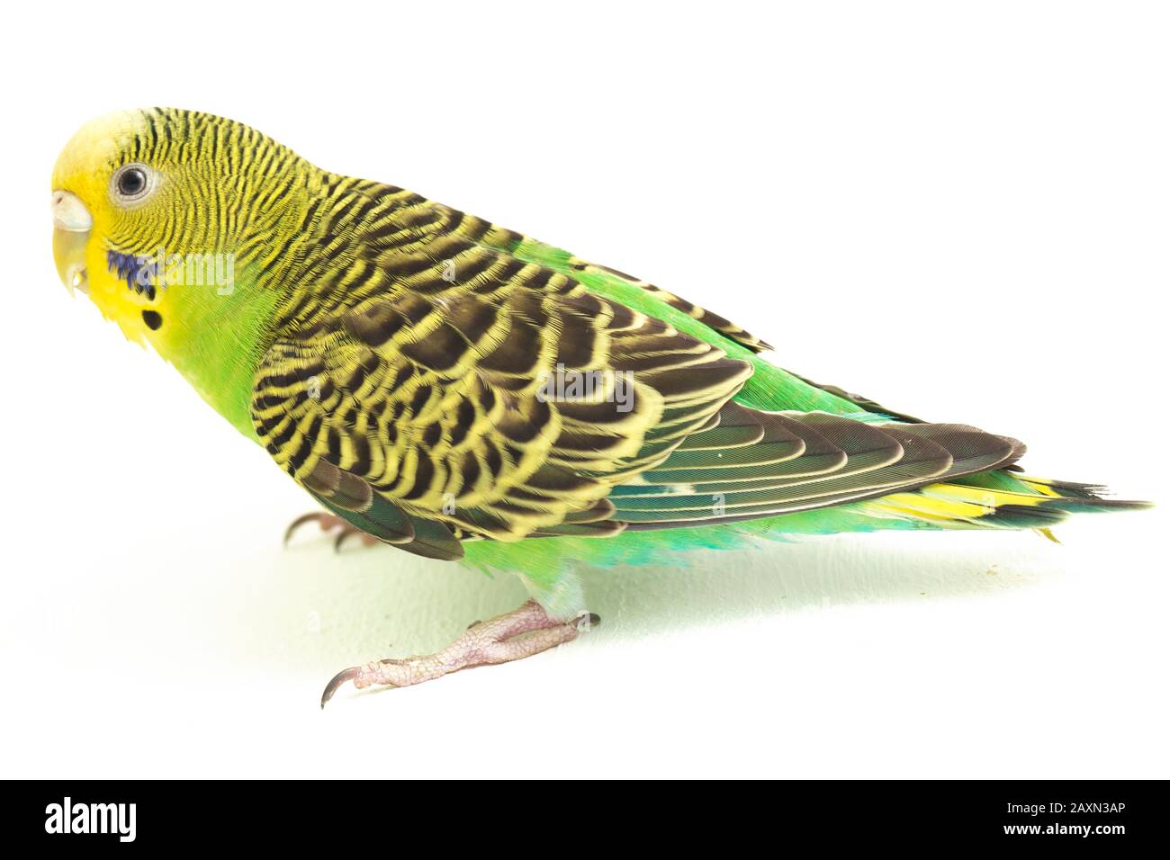 Close up of a Budgerigar parakee isolated on white background Stock Photo