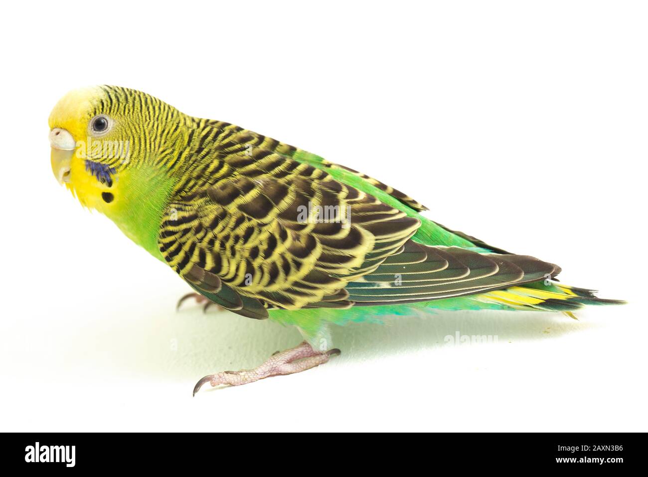 Close up of a Budgerigar parakee isolated on white background Stock Photo