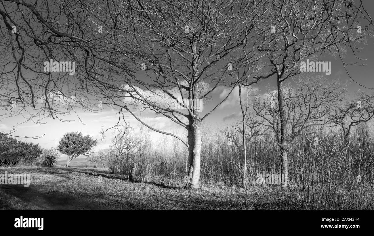 Trees on summit of Arnside Knott, Cumbria Stock Photo