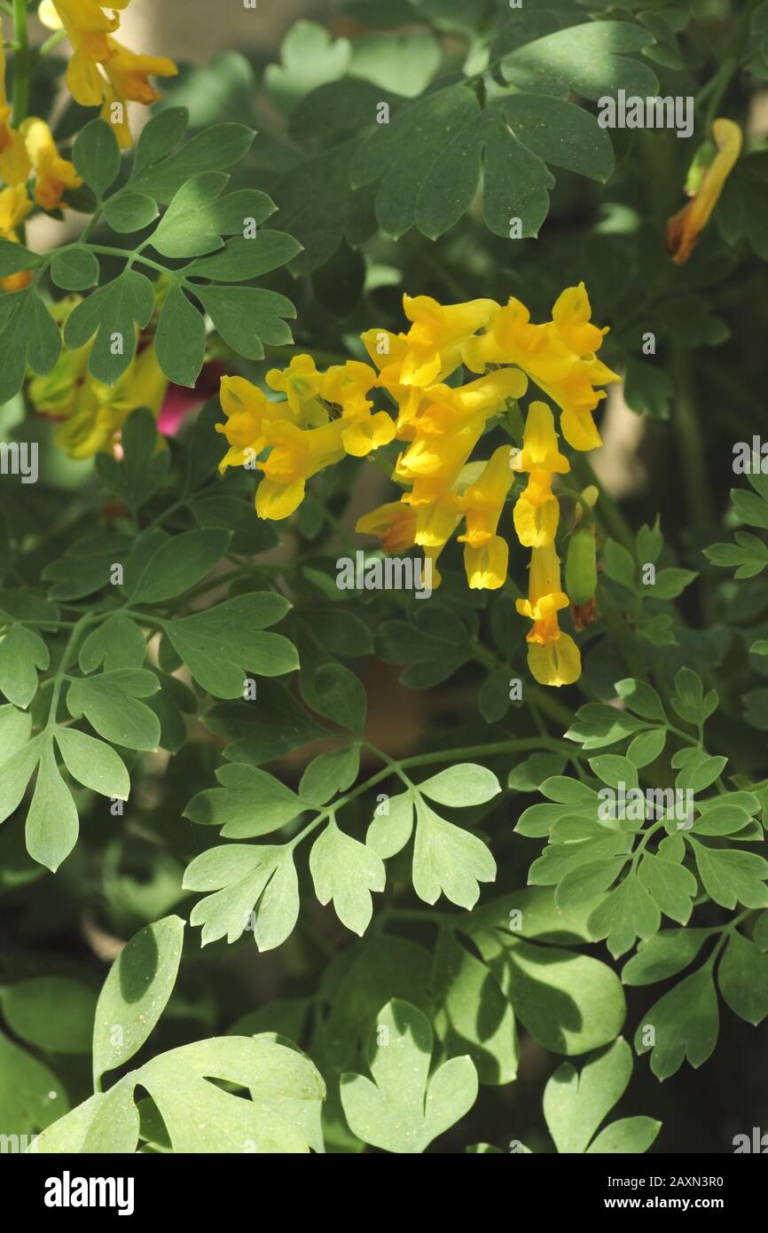 Gelber Lerchensporn, Corydalis lutea Stock Photo