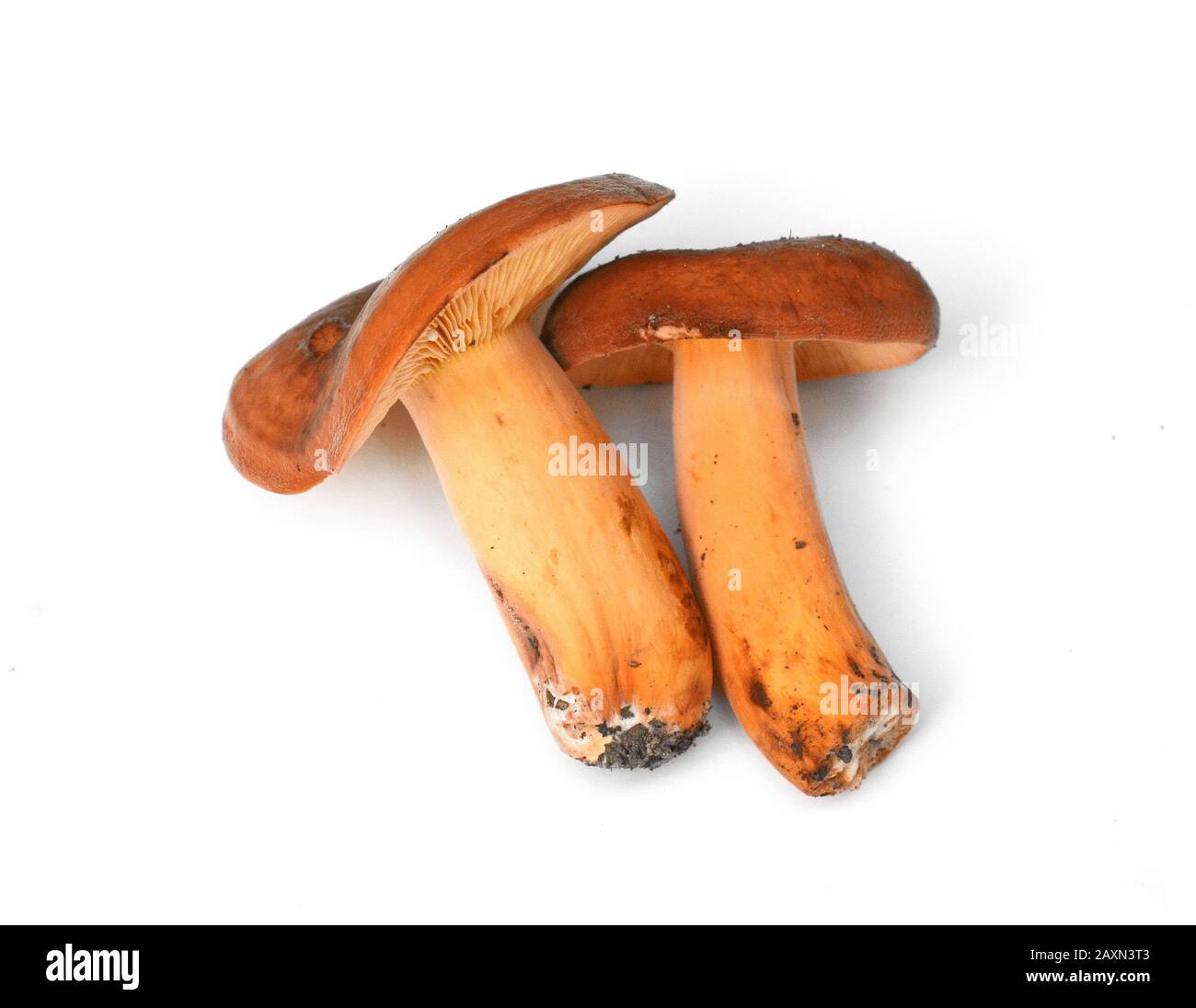 Delicious edible wild mushroom, with lot of common names, Weeping milk cap, Tawny milkcap, The orange-brown milky, Stock Photo
