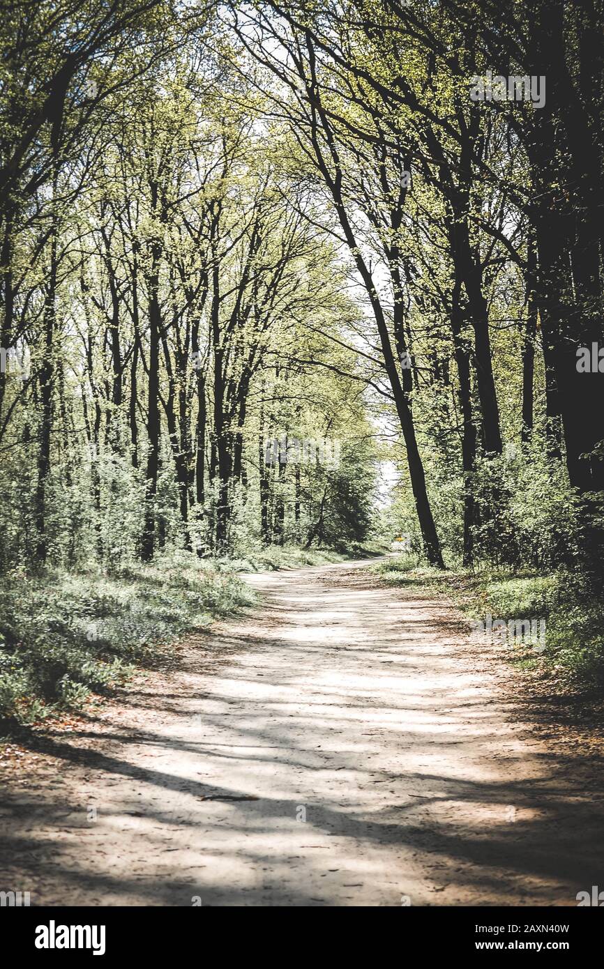 Slender Trees High Resolution Stock Photography and Images - Alamy