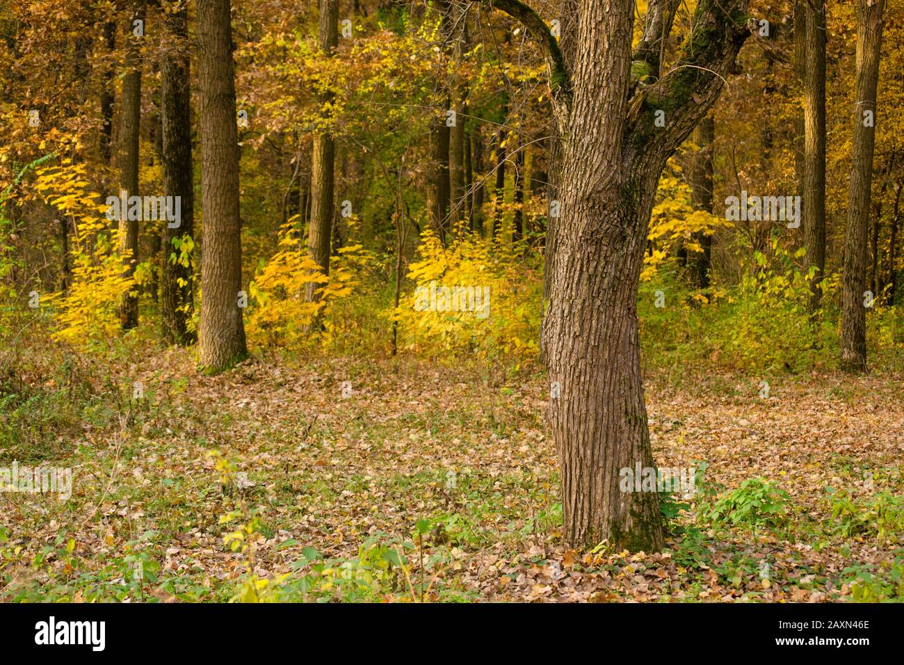 tree bark trunk grows in the autumn forest Stock Photo