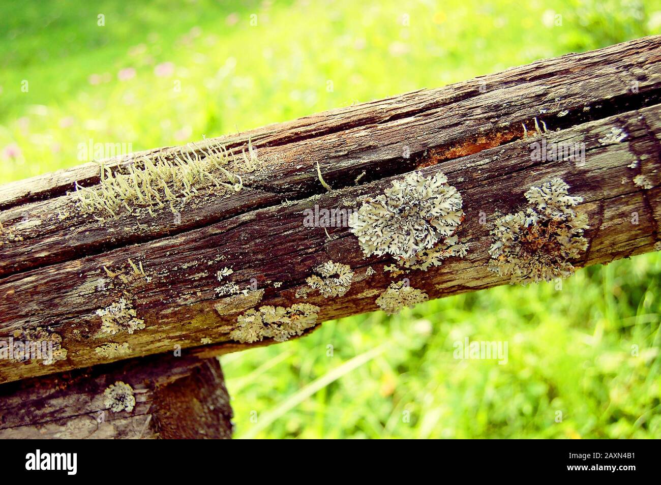 different types of moss growing on the bark of an old tree, macro Stock Photo