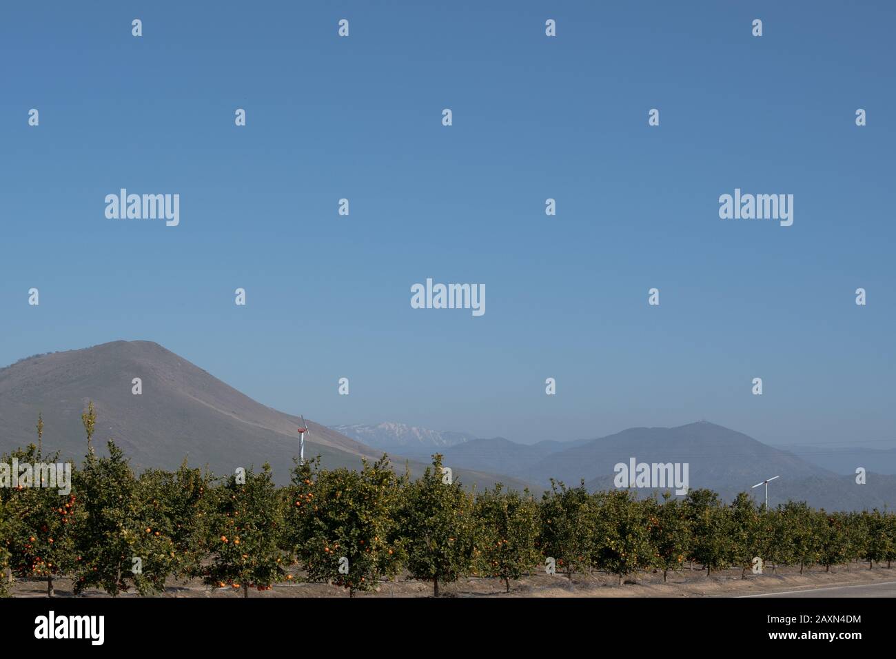 Hazy winter day in a California citrus orchard.  Sanger, CA Stock Photo