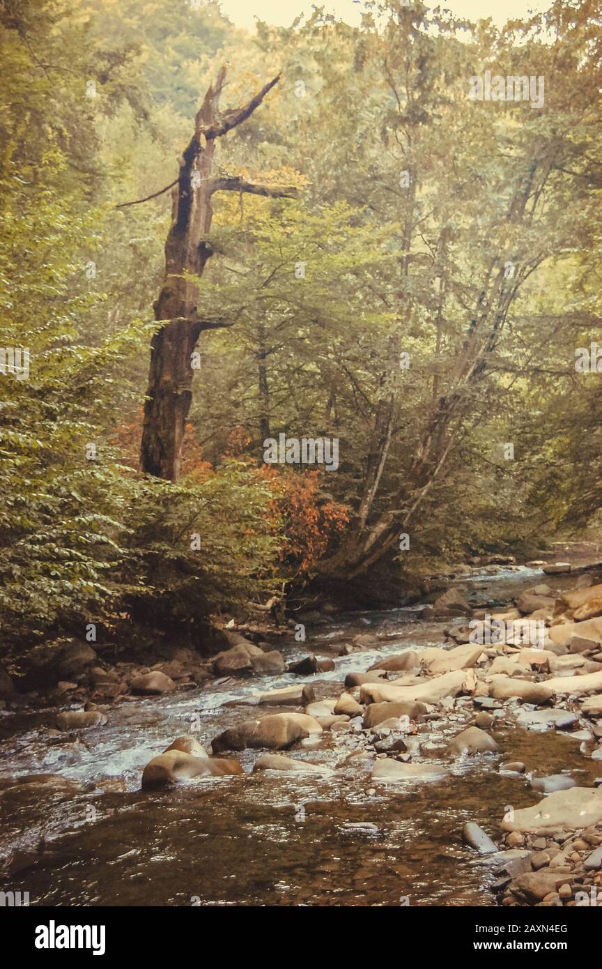 Rocky stream tree trunk hi-res stock photography and images - Alamy