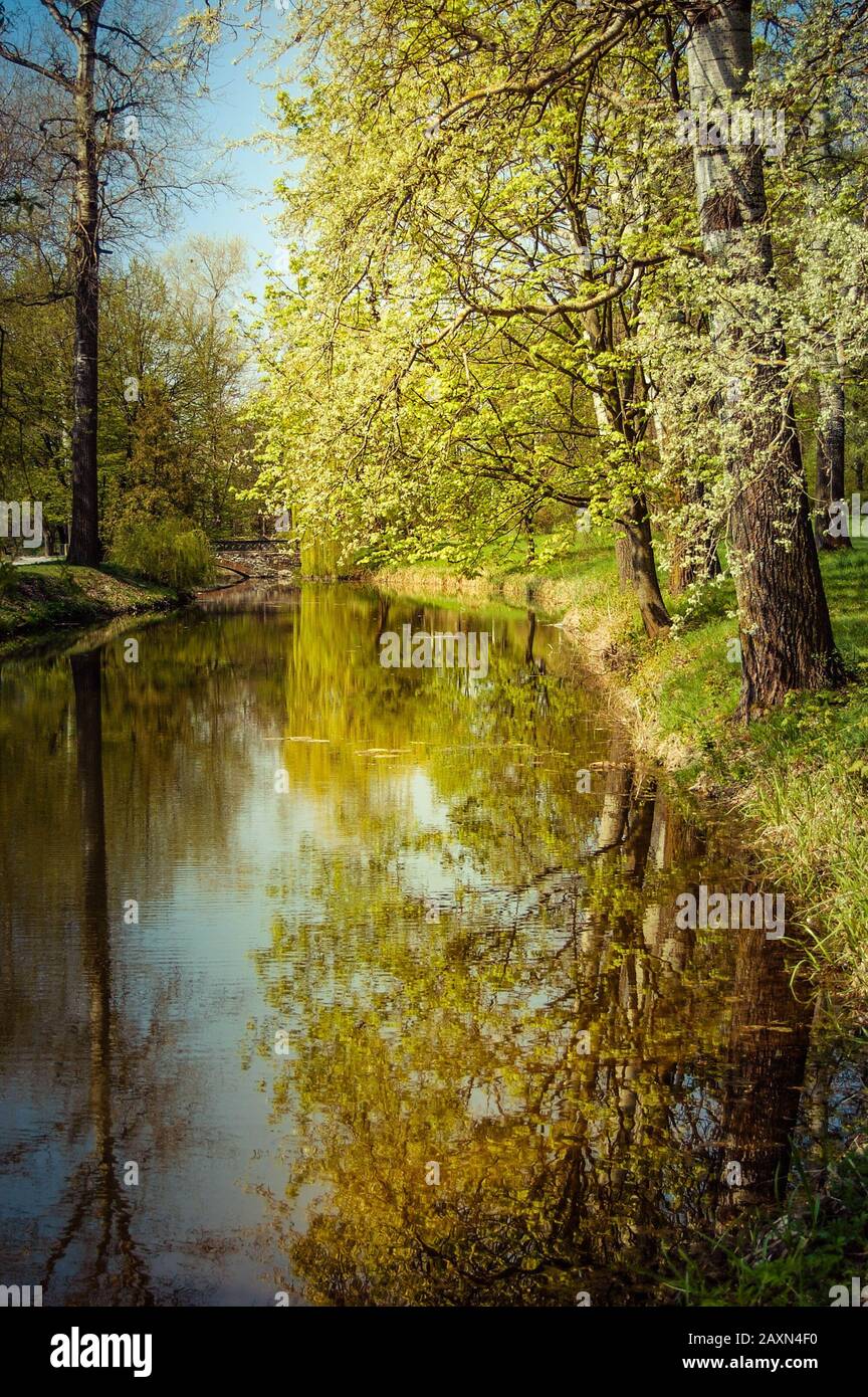 reflection of straight tree trunks and blue sky in water in the spring ...