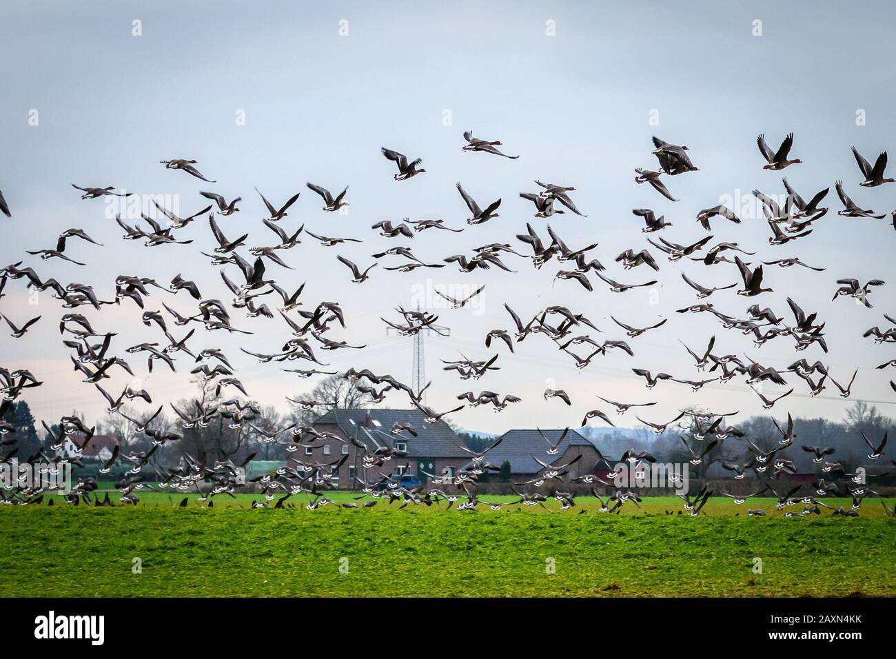 Wild geese migration in Germany Stock Photo - Alamy