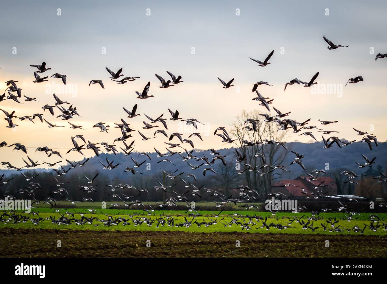 Wild geese migration in Germany Stock Photo - Alamy