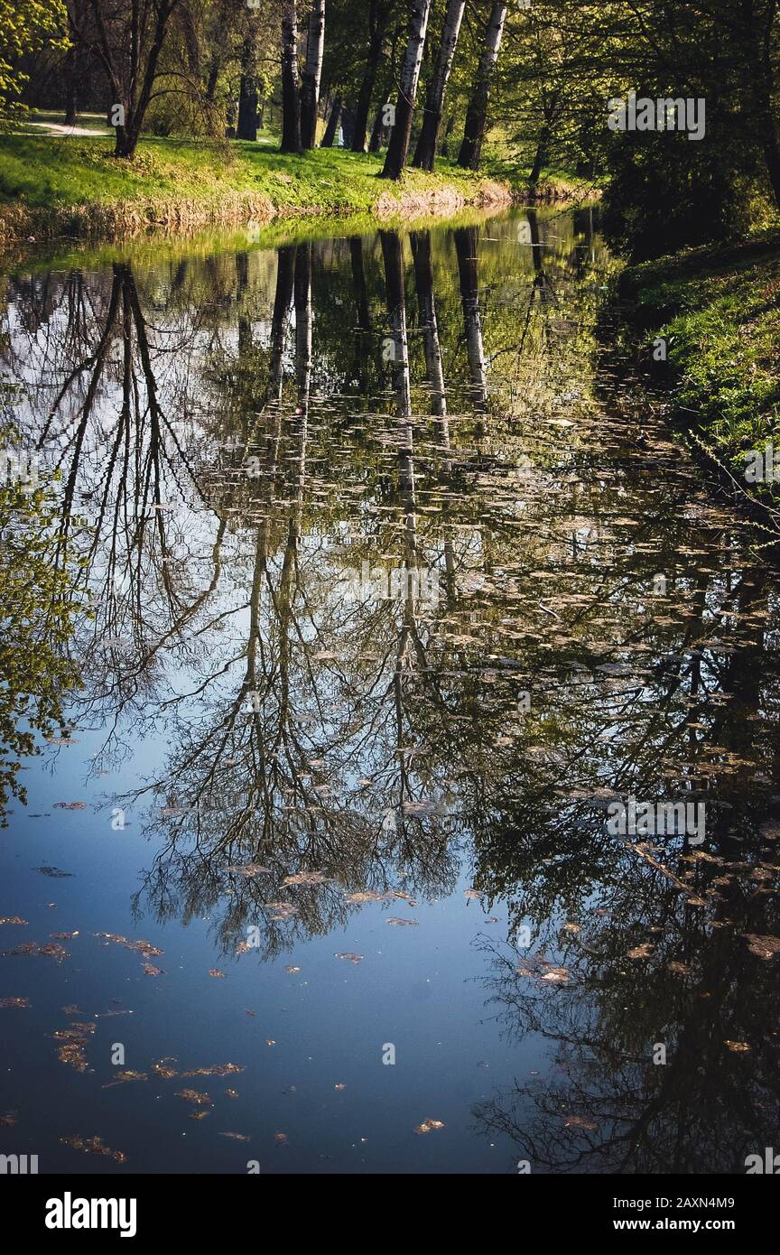 reflection in the water of trees poplar with Spring leaves Stock Photo