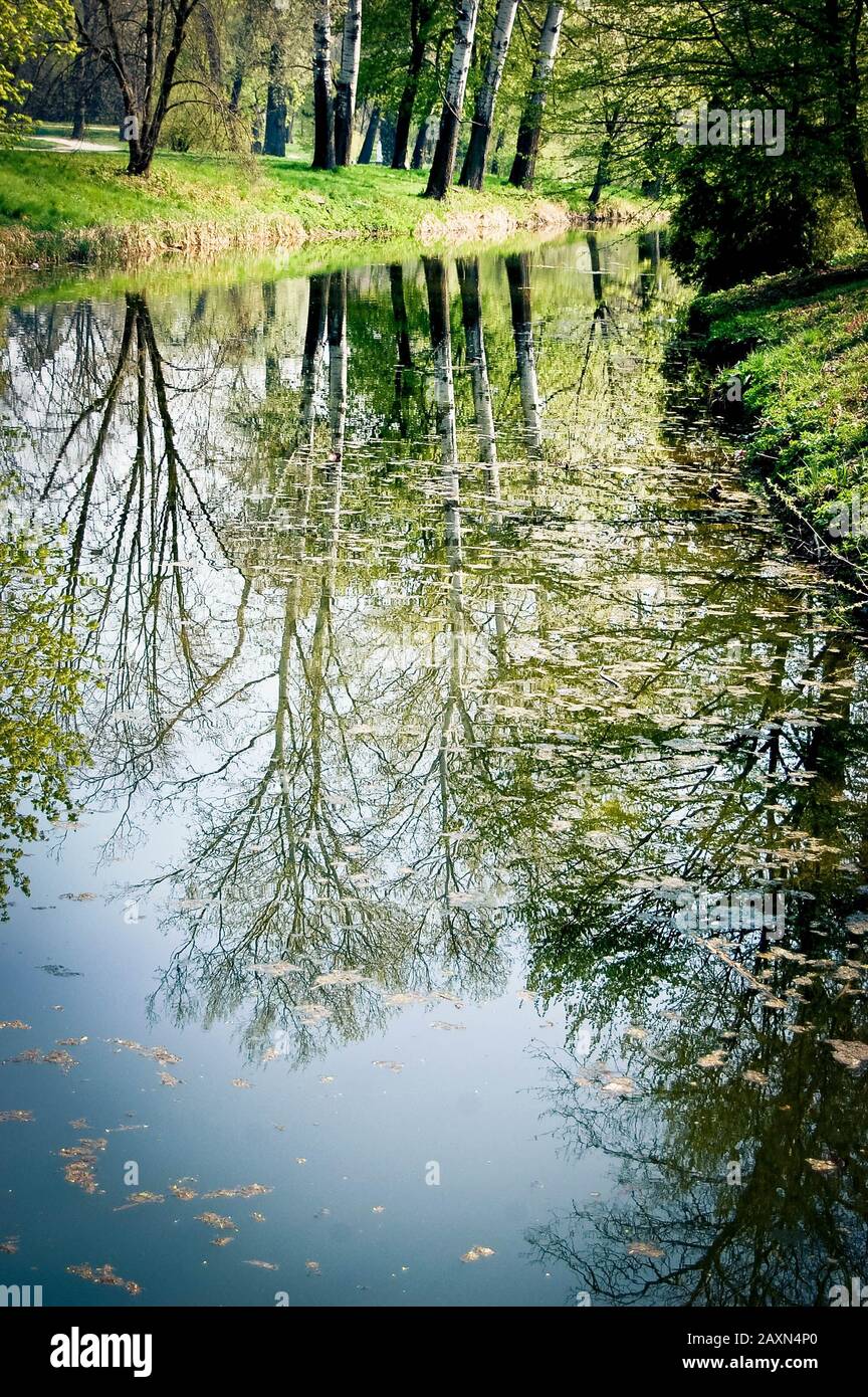 reflection in the water of trees poplar with Spring leaves Stock Photo
