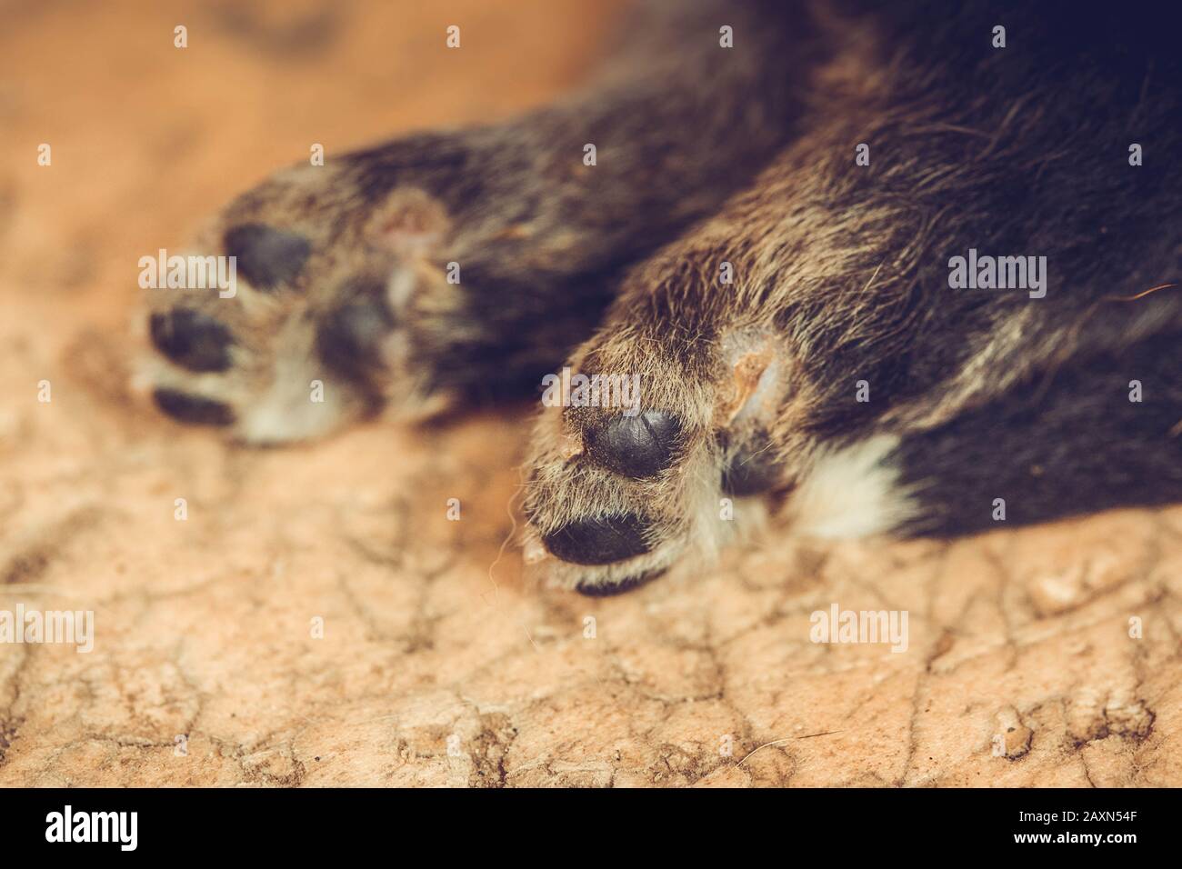 hind legs small puppies with black hair close-up filter Stock Photo