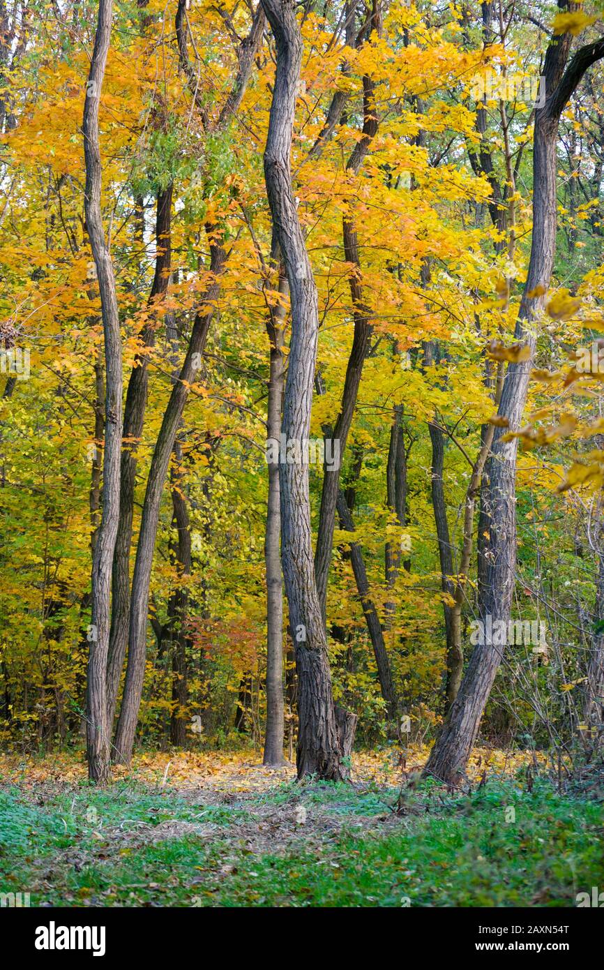 trees bent wood background yellow leaves green grass Stock Photo
