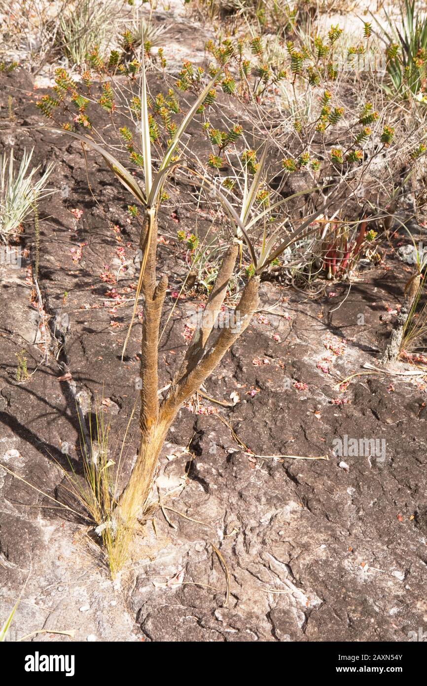 Canela-de-ema (Vellozia sp) fixada em vertente rochosa, Angiospermae Velloziaceae, Plant, Candombá, São Gonçalo do Rio Preto, Minas Gerais, Brazil Stock Photo