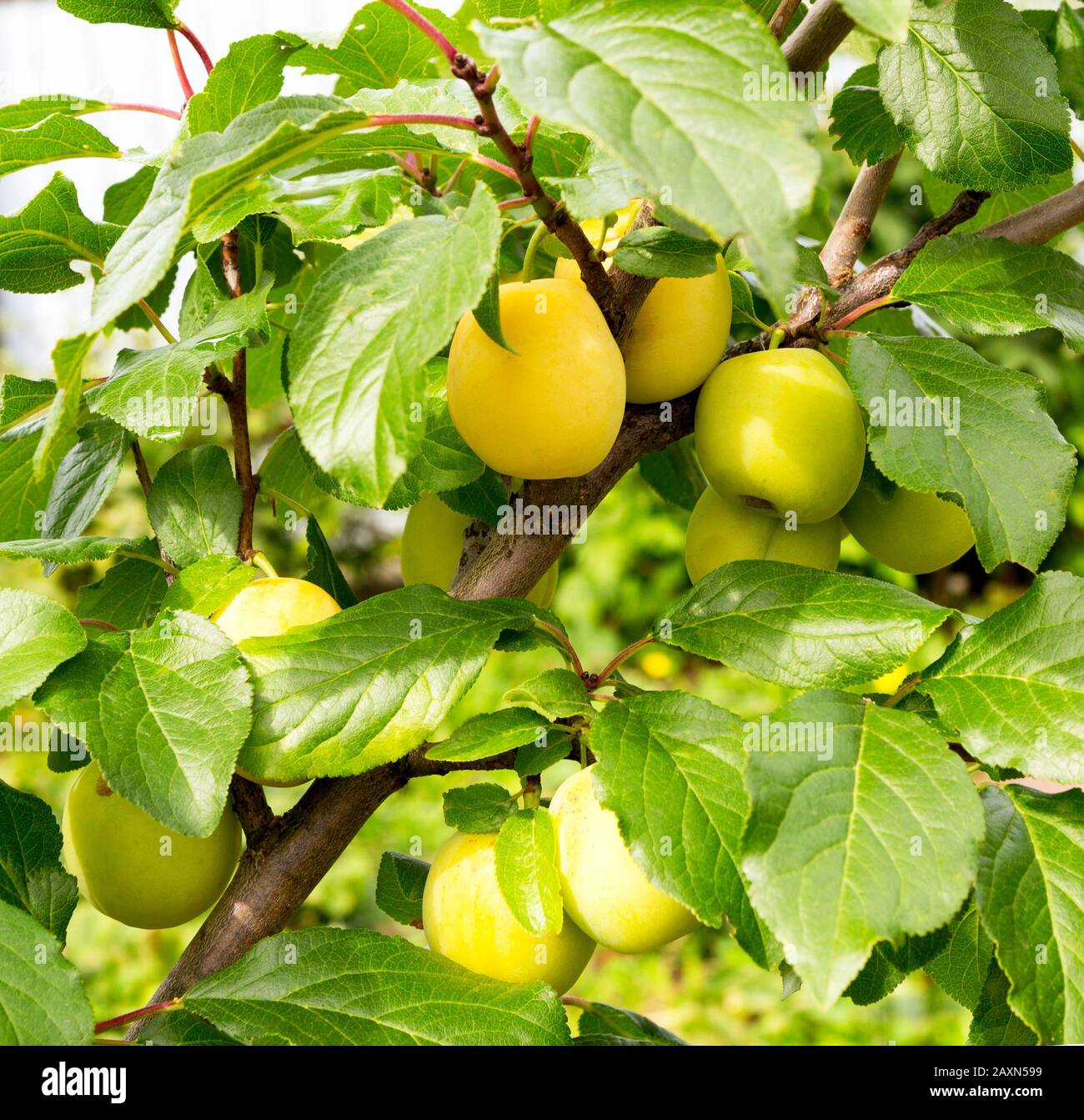 Plum tree with ripe plum fruit. Branches with juicy fruits on sunset light. Close up of the plums ripe on branch. Organic plums tree in an orchard. Stock Photo