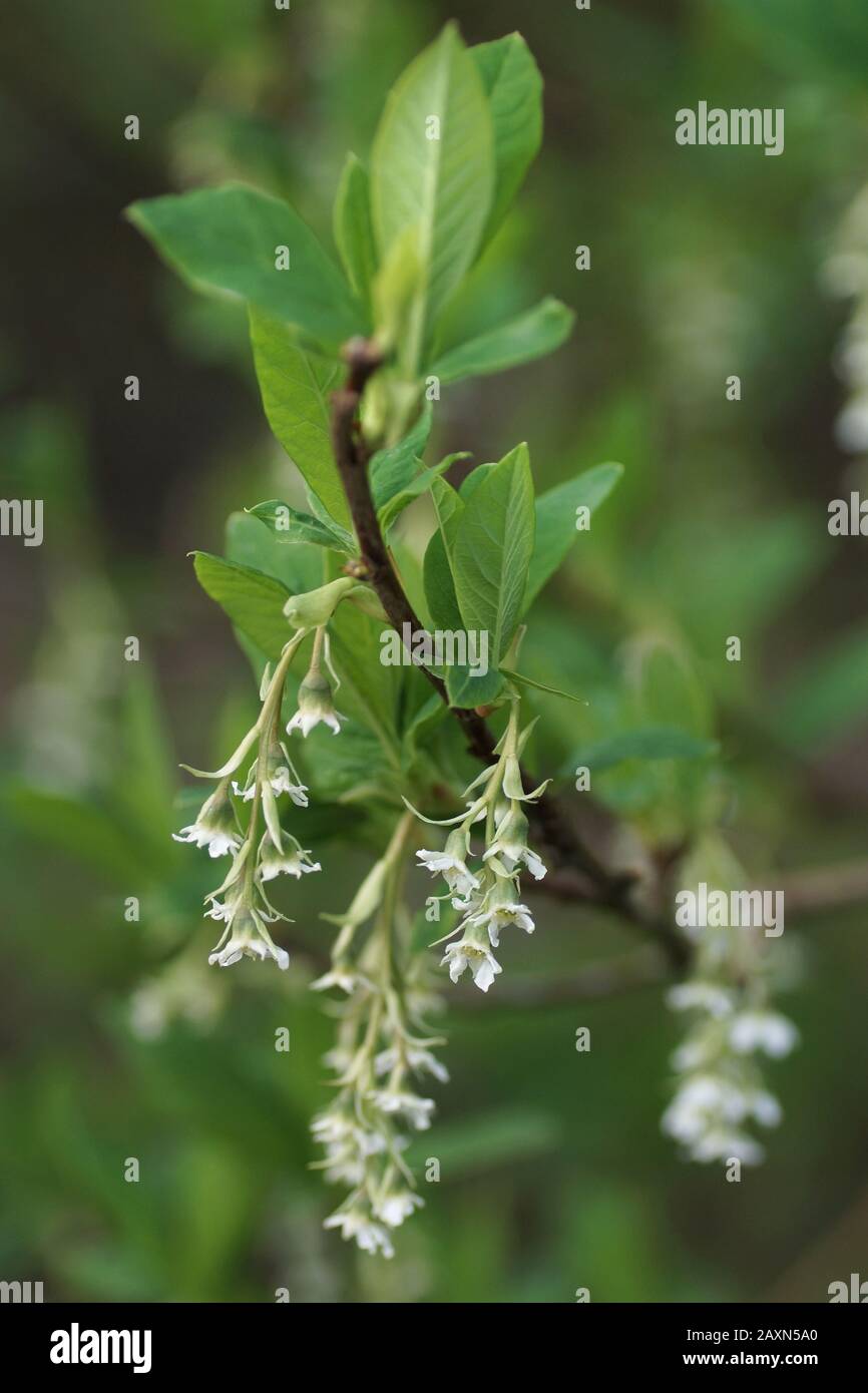 The winter flowers of Oemleria cerasiformis Stock Photo