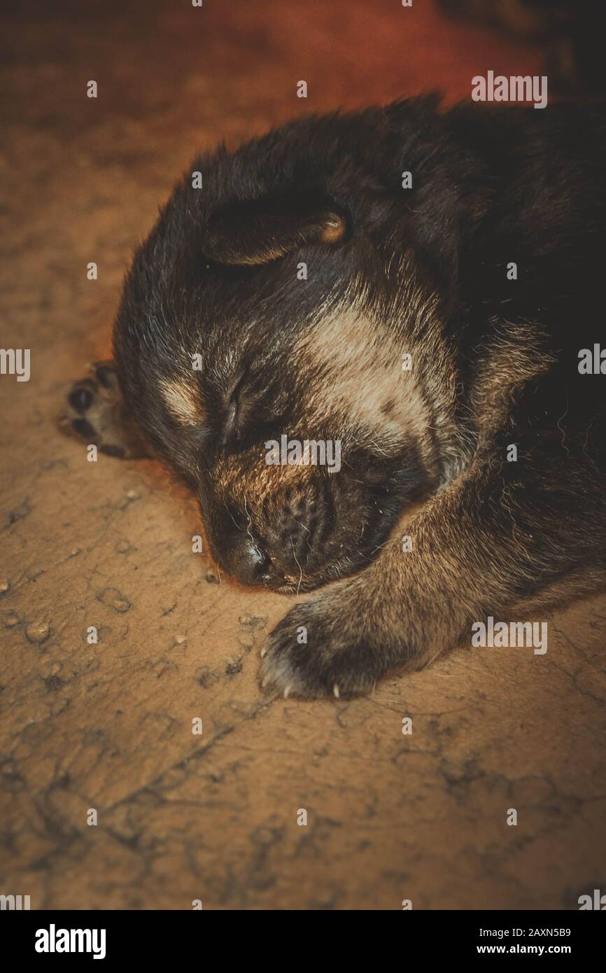 muzzle a little puppy German shepherd closeup dark filter Stock Photo