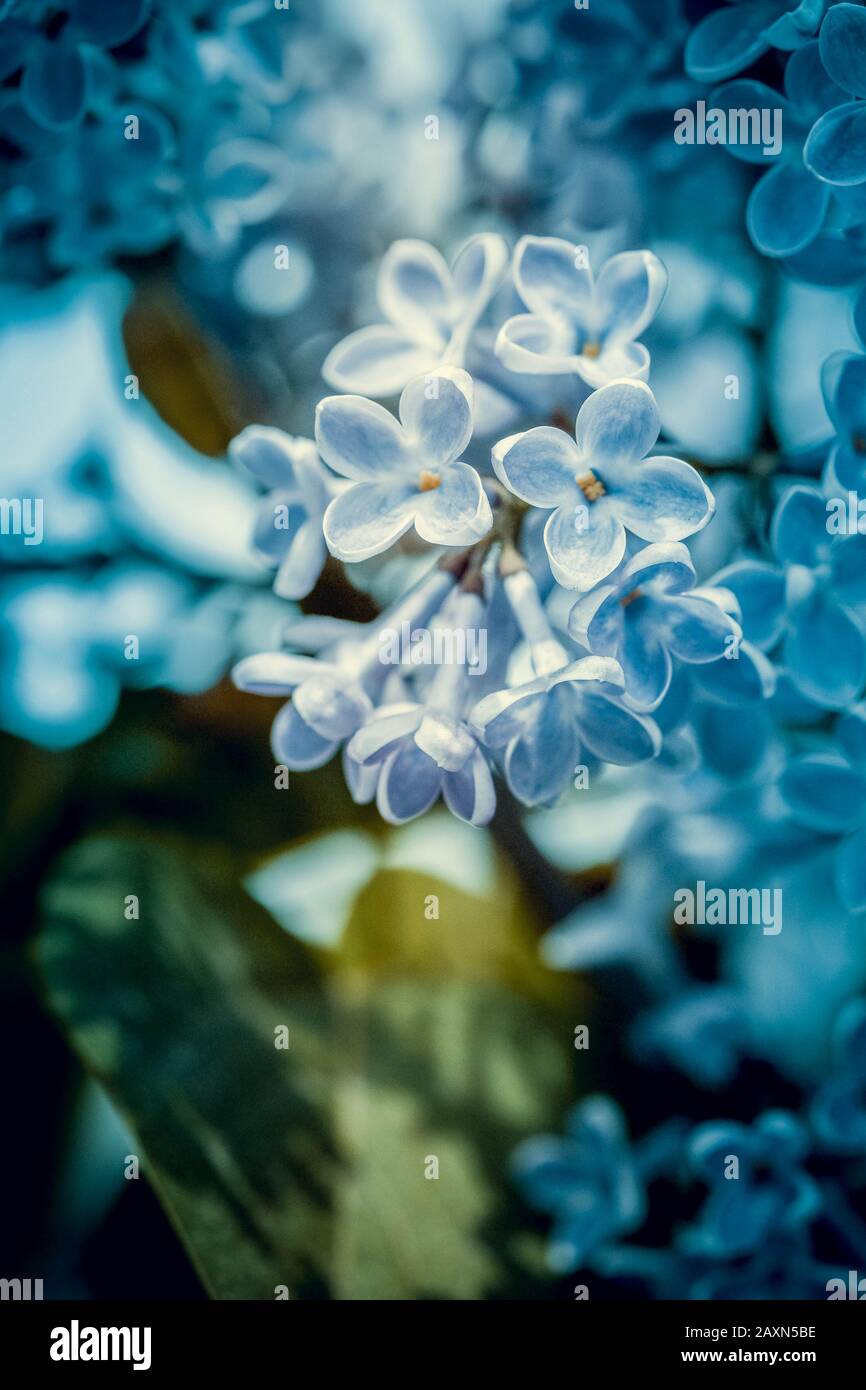 many little blue flowers lilac blue background with four petals pointed Stock Photo