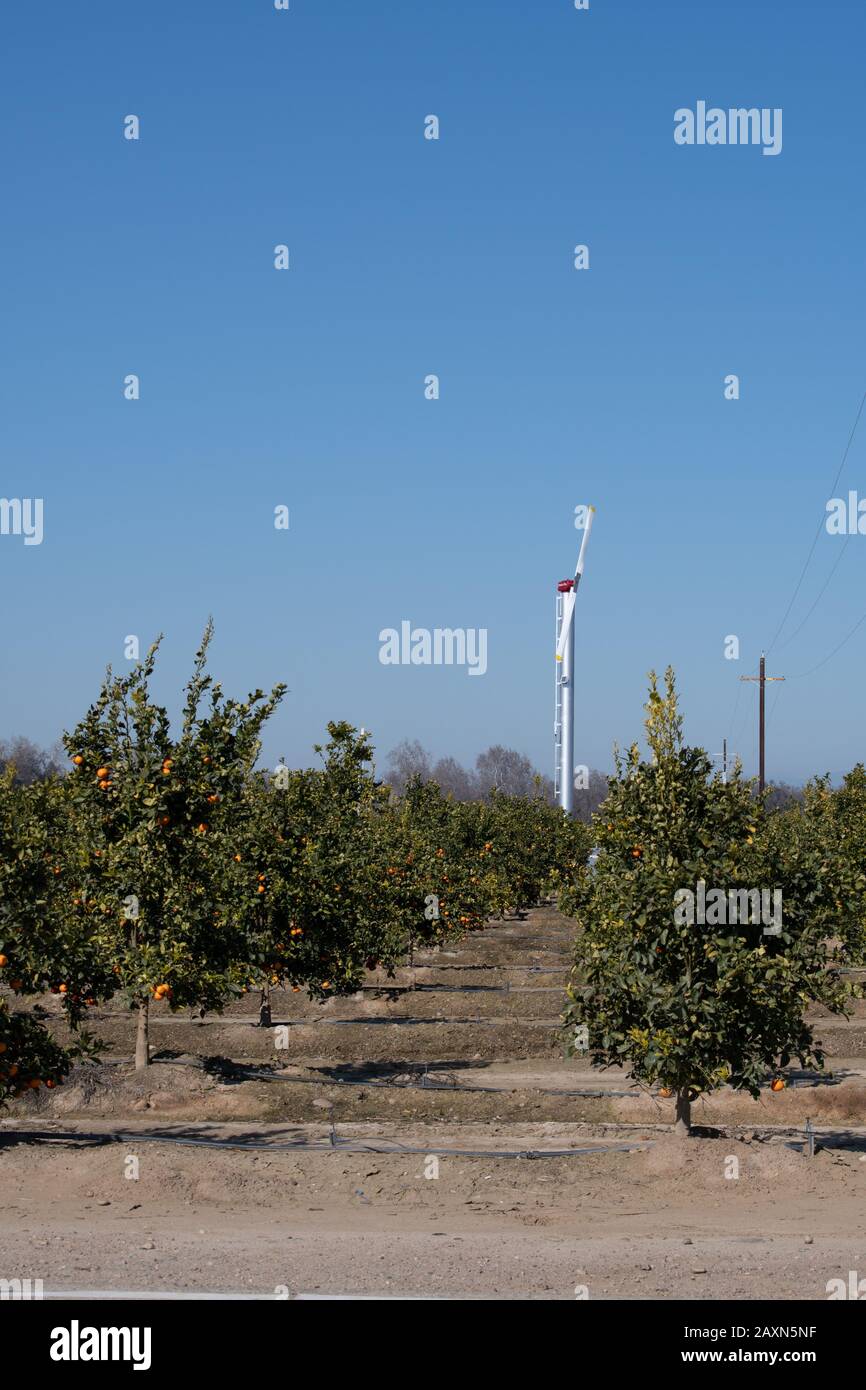 Giant fans to move air to reduce freezing problems on cold nights in a California citrus orchard Stock Photo