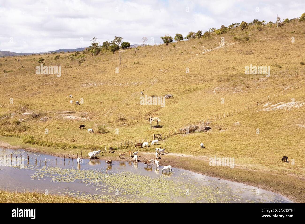 Bos taurus,  Animals Drinking Water in Dam, Boa Nova, Bahia, Brazil Stock Photo