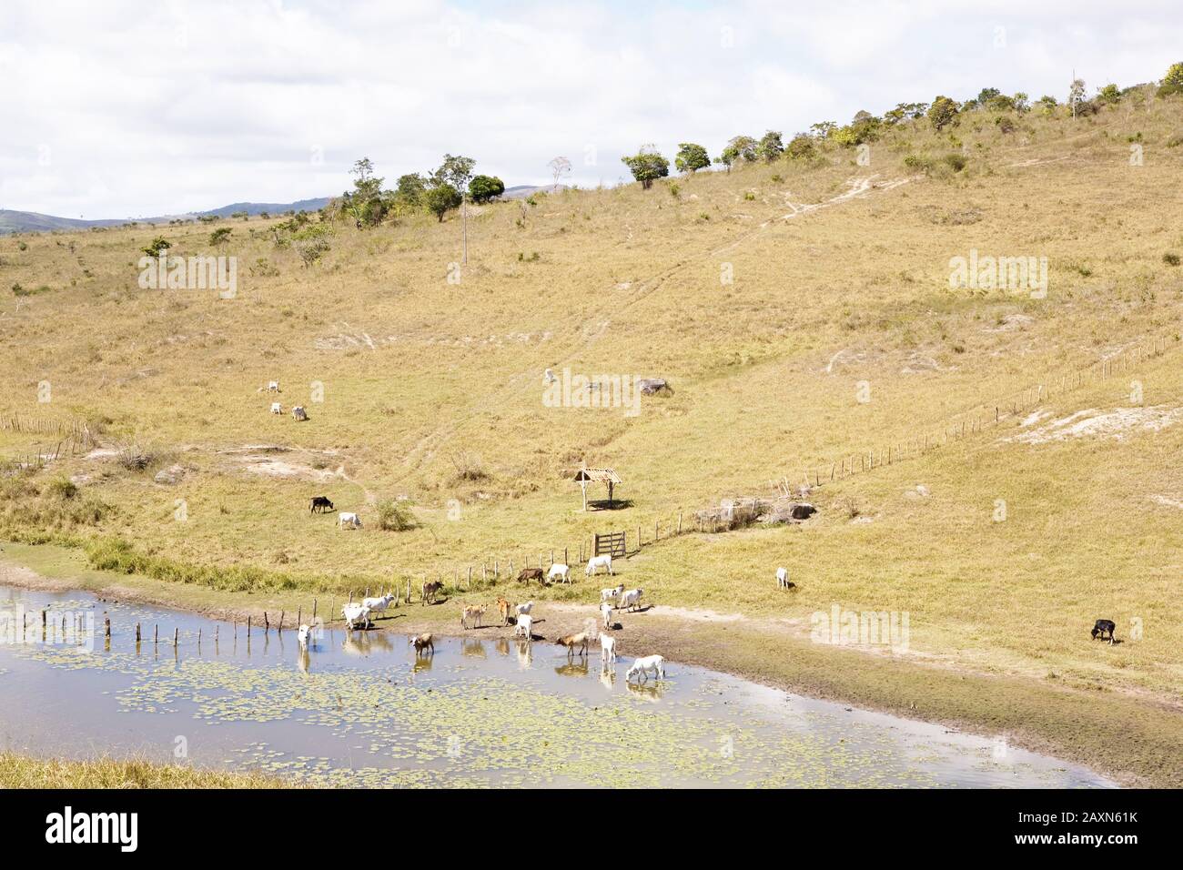 Bos taurus, Animals Drinking Water in Dam, Boa Nova, Bahia, Brazil Stock Photo