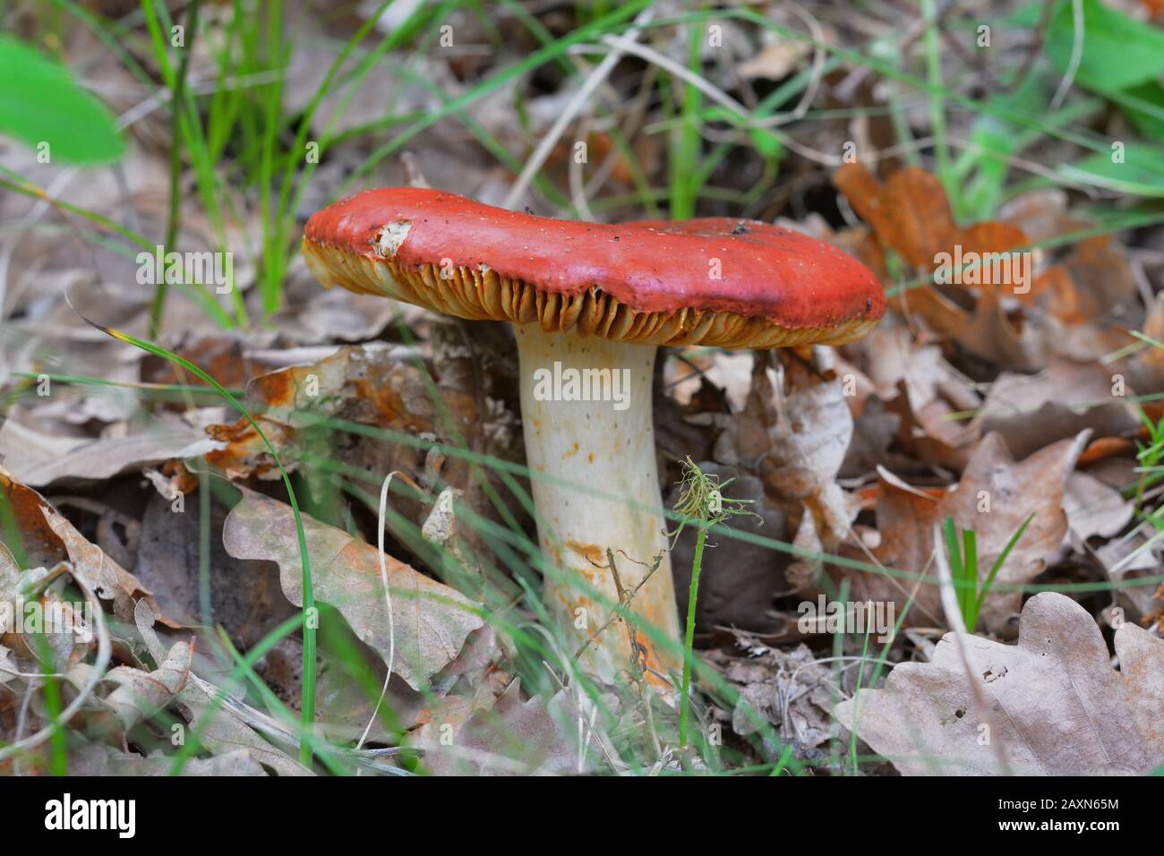 Russula rosea (synonym Russula lepida) known as the rosy russula mushroom Stock Photo