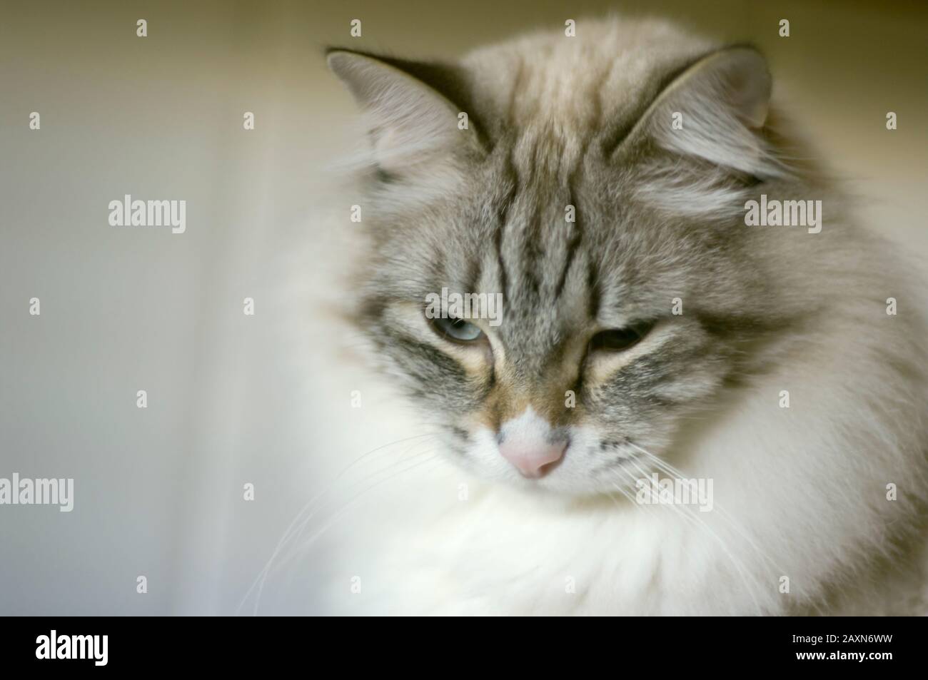 Domestic cat very cuddly and affectionate Stock Photo Alamy