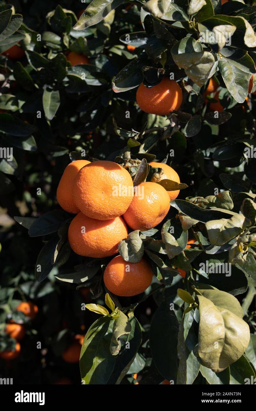 Ripe tangerines in a California citrus orchard Stock Photo