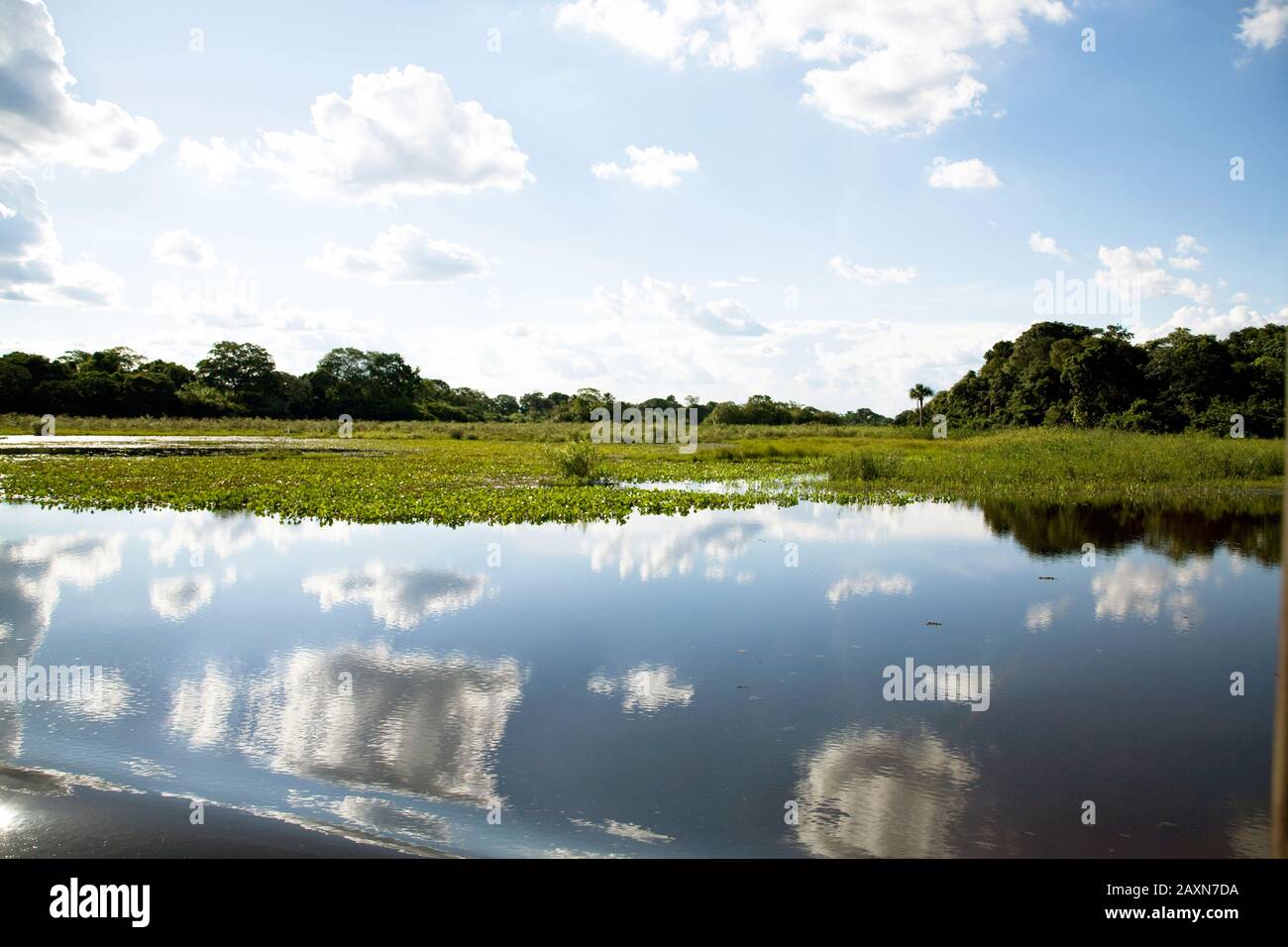 Alagado no pantanal hi-res stock photography and images - Alamy