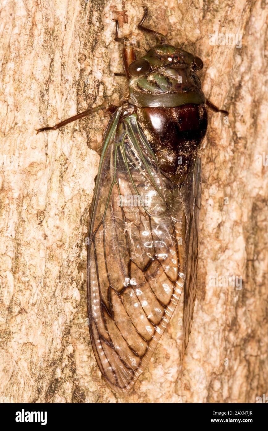 Cigarra Em Tronco De Arvore Homoptera Cicada In Trunk Of Tree Sao Paulo Brazil Stock Photo Alamy