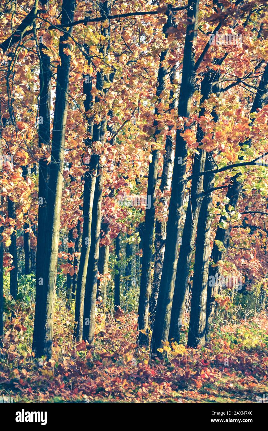 deciduous trees, young oak trees with red leaves in autumn, filter effect Stock Photo